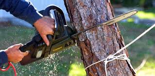 Best Tree Preservation Services  in Orange, CA