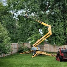 Best Tree Cabling and Bracing  in Orange, CA